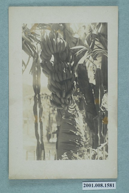 香蕉 (共2張)