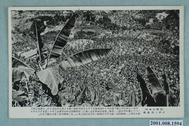 大正製造香蕉栽培 (共2張)