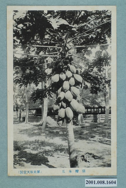 屏東順天堂製臺灣木瓜 (共2張)