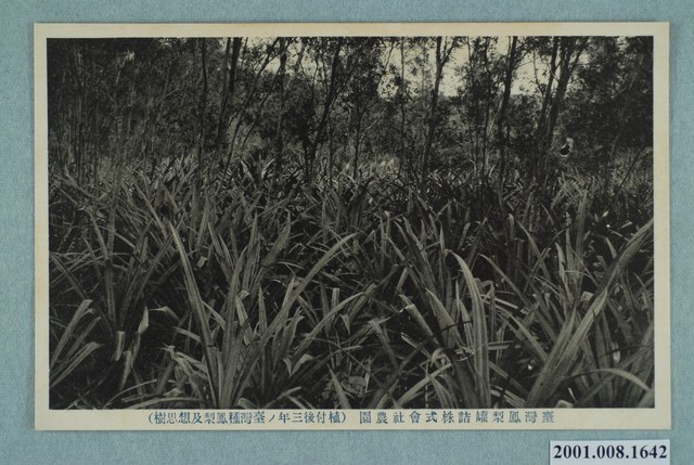 神戶光村印刷株式會社印行臺灣鳳梨罐頭株式會社農園 (共4張)