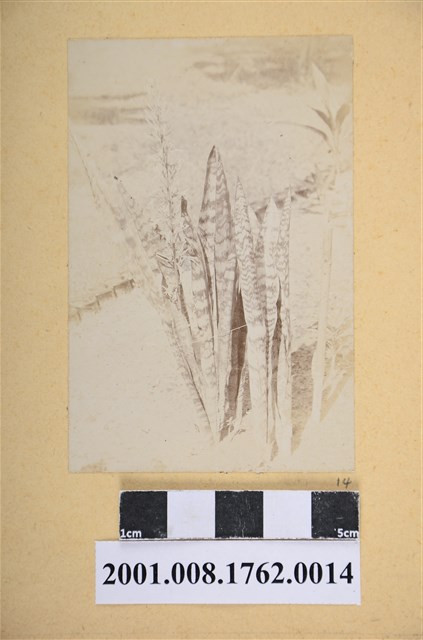 台灣全島景風俗寫真照 (共3張)