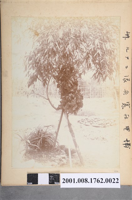 埔里社憲兵隊ニアル○ (共3張)