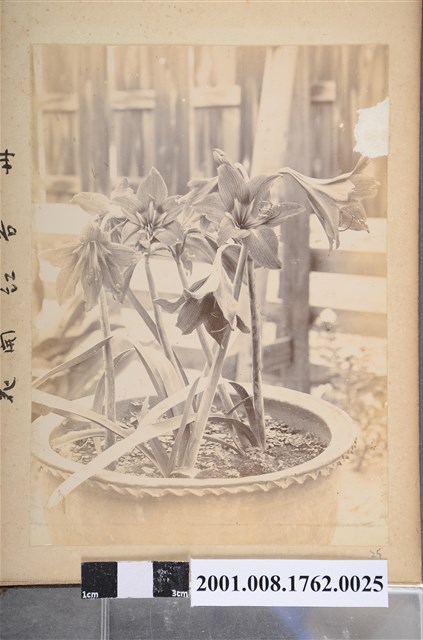 孤挺花開花 (共3張)