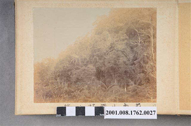 蘇魯山身林ノ籐 (共3張)