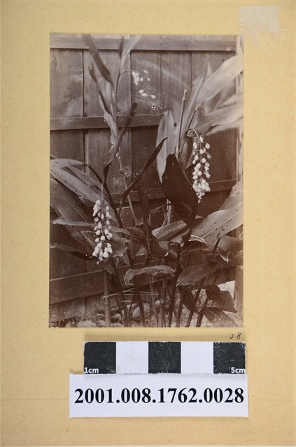 台灣全島景風俗寫真照 (共3張)