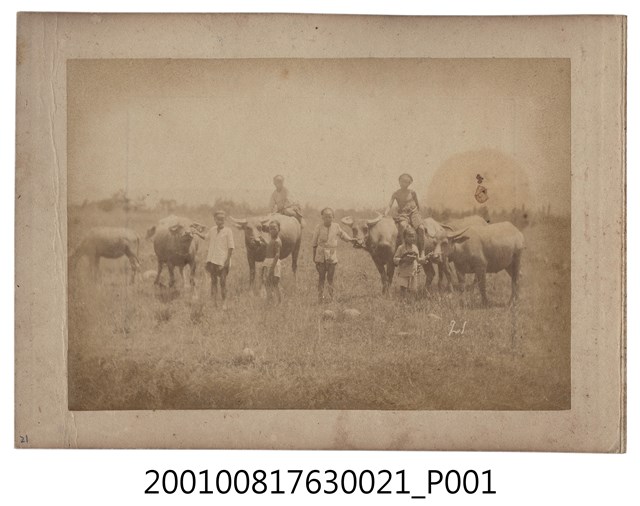 孩童與水牛 (共1張)