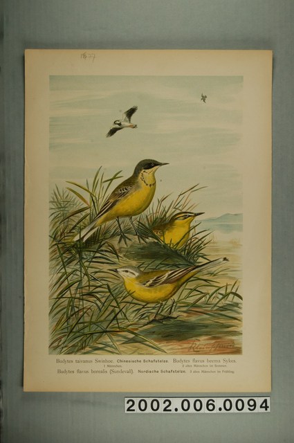 克萊史密德繪〈黃鶺鴒〉 (共3張)
