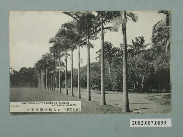 臺北山一發行臺北植物園椰子樹 (共2張)