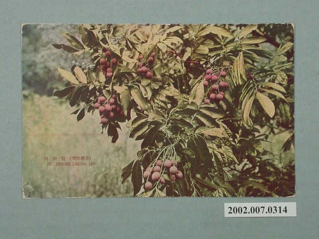 生蕃屋發行臺灣水果龍眼 (共2張)