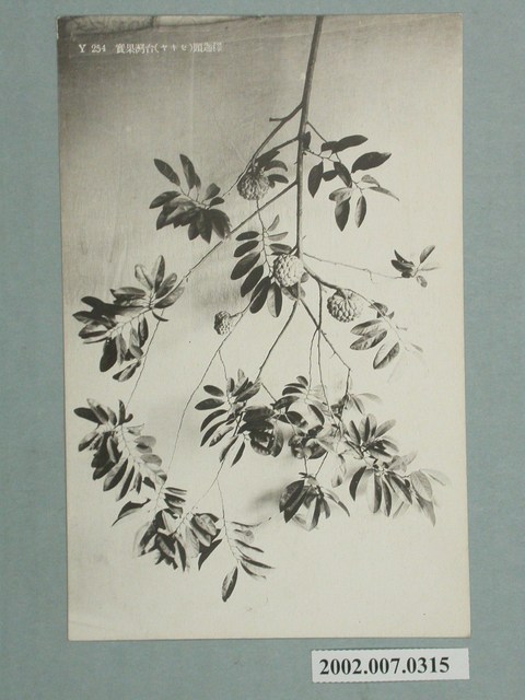 臺灣水果釋迦 (共2張)