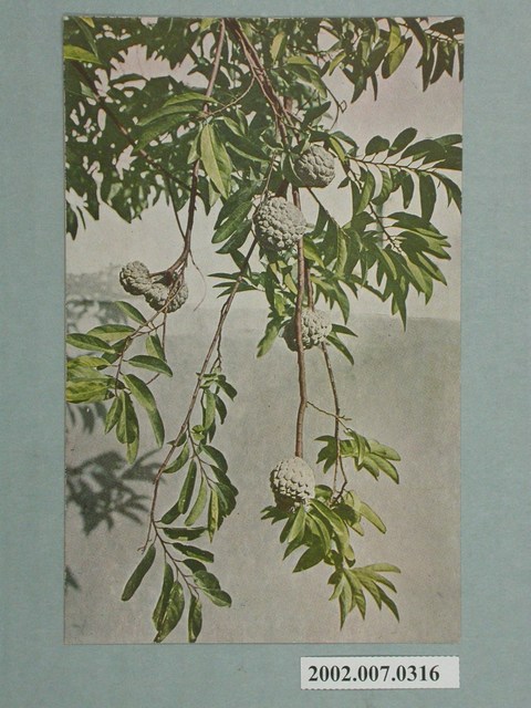 臺灣名產釋迦 (共2張)