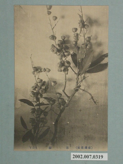 臺灣水果荔枝 (共2張)