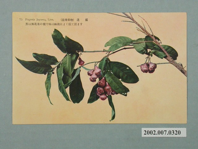 臺北生蕃屋本店發行臺灣水果蓮霧 (共2張)