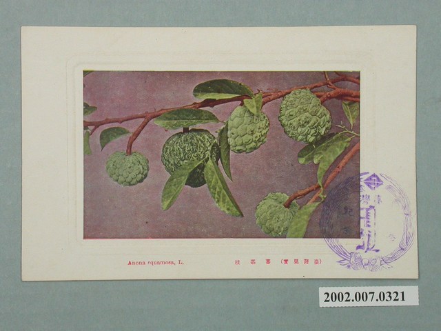臺灣繪葉書會發行臺灣水果釋迦 (共2張)