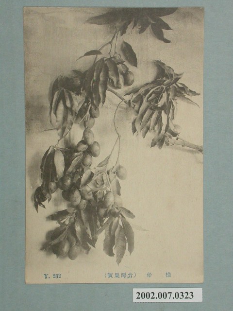 臺灣水果芒果 (共2張)