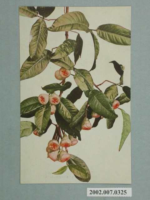 臺灣名產蓮霧 (共2張)