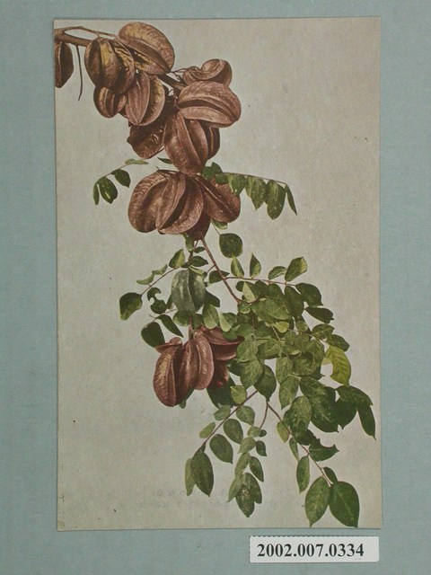 臺灣名產楊桃 (共2張)