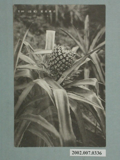 臺灣水果鳳梨 (共2張)