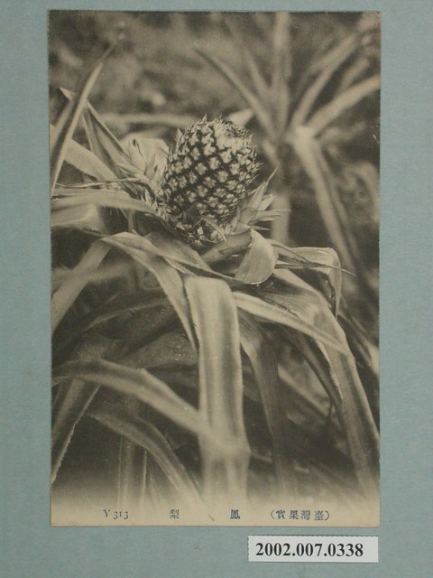 臺灣水果鳳梨 (共2張)