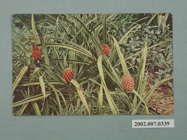 生蕃屋商店發行鳳梨 (共2張)