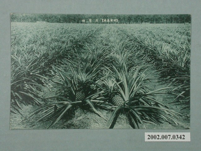 屏東名產鳳梨田 (共2張)