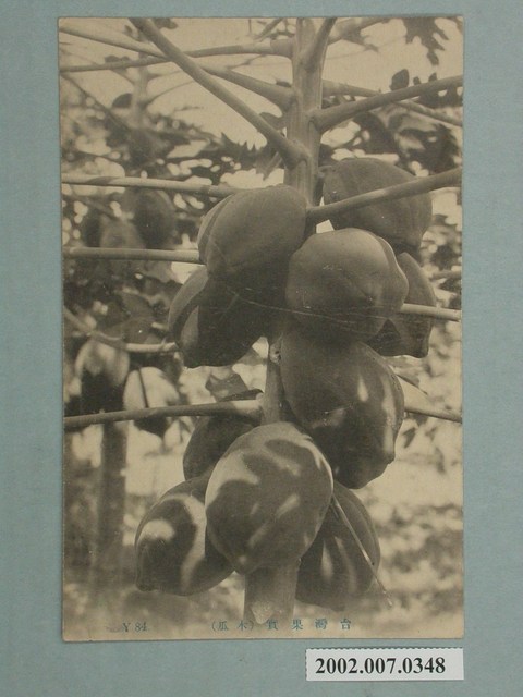 臺灣水果木瓜 (共2張)