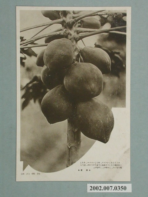 屏東木瓜 (共2張)