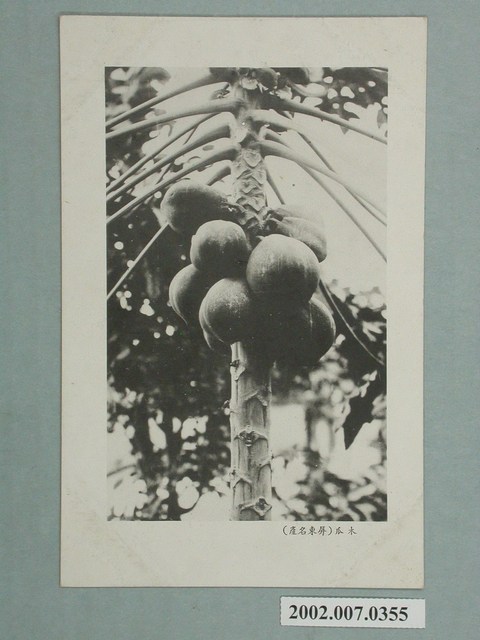 屏東名產木瓜 (共2張)