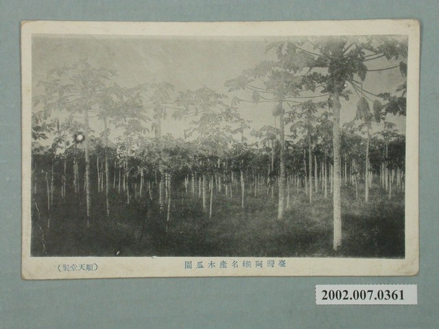 順天堂製臺灣屏東木瓜園 (共2張)