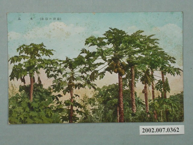 臺灣印象木瓜 (共2張)
