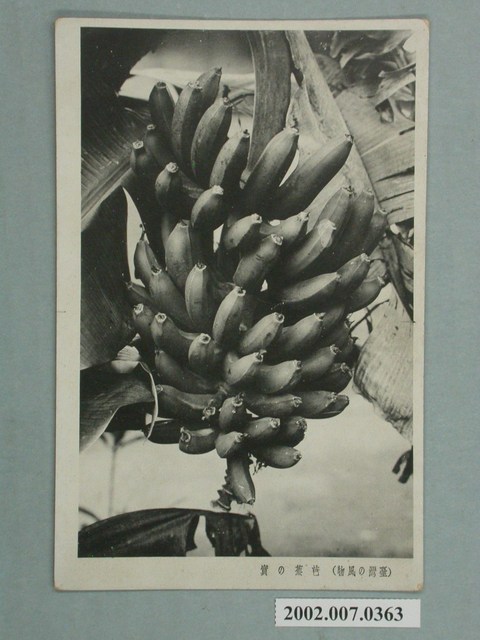 臺灣香蕉 (共2張)