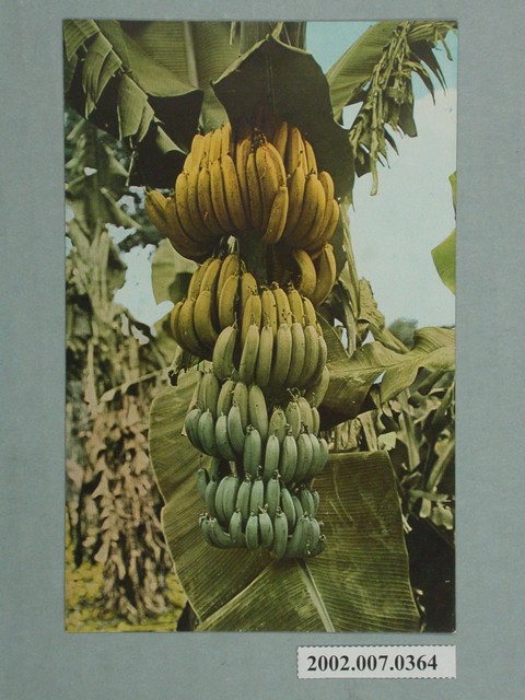 臺灣水果香蕉 (共2張)