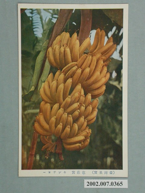 臺灣水果香蕉 (共4張)