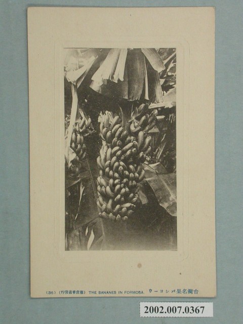 藤倉書店發行臺灣名產芭蕉 (共2張)