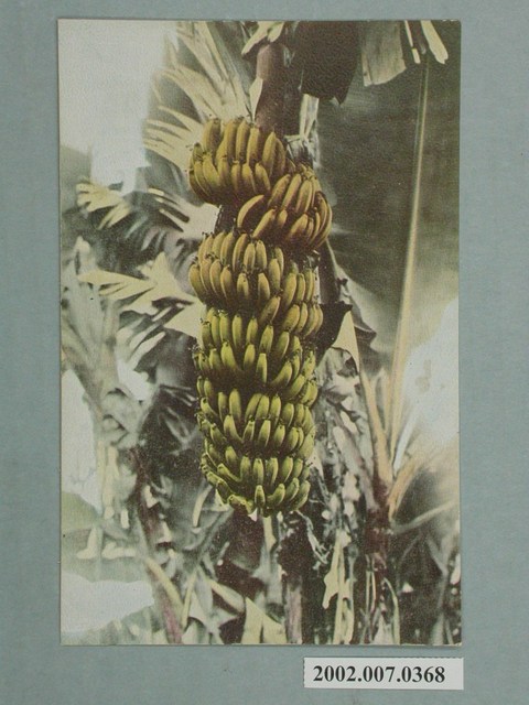 臺北市菊元百貨店發行芭蕉 (共2張)