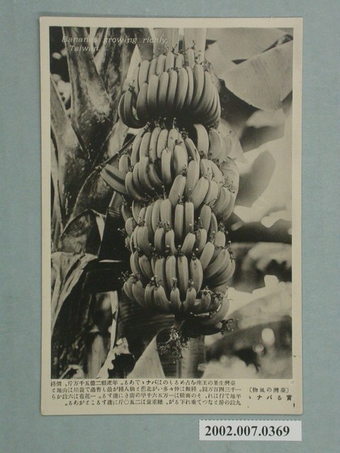 臺灣風情香蕉 (共2張)