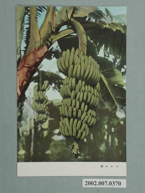 香蕉園 (共2張)