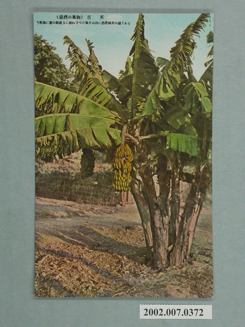 臺灣風物芭蕉 (共2張)