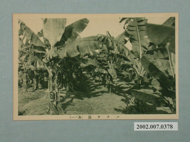 香蕉園其一 (共2張)