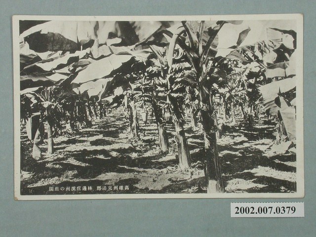 高雄州東港郡林邊庄溪州的蕉園 (共2張)