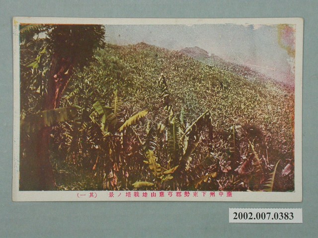臺中州下東勢郡芎蕉山地栽培之景色其一 (共2張)