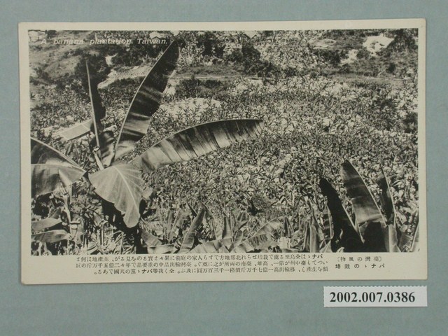 臺灣風情種植香蕉 (共2張)