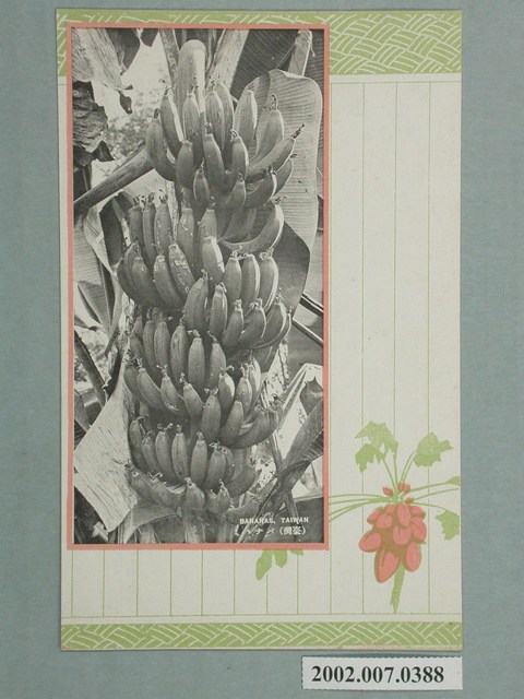 臺灣香蕉 (共2張)