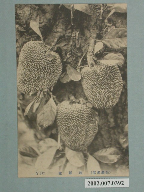 臺灣水果波蘿蜜 (共2張)