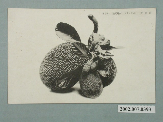 臺灣水果波蘿蜜 (共2張)