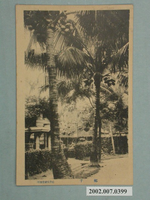 石井文潮堂發行棕櫚樹 (共2張)