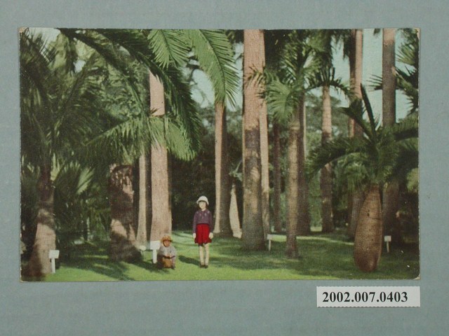 臺北生蕃屋本店印行各種棕櫚樹 (共2張)