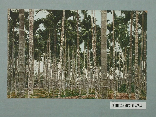 臺北生蕃屋本店印行臺灣南部檳榔林 (共2張)