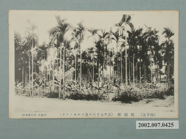 高雄市山形屋發行高達七十尺的檳榔樹 (共2張)