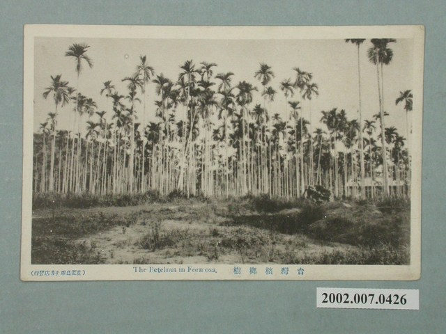 澎湖島坂井書店發行臺灣檳榔樹 (共2張)
